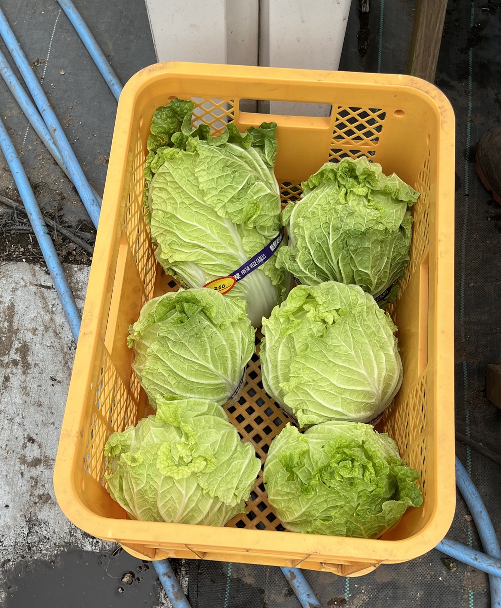 白菜