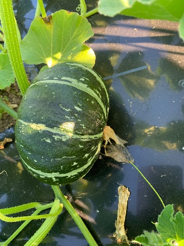 かぼちゃ